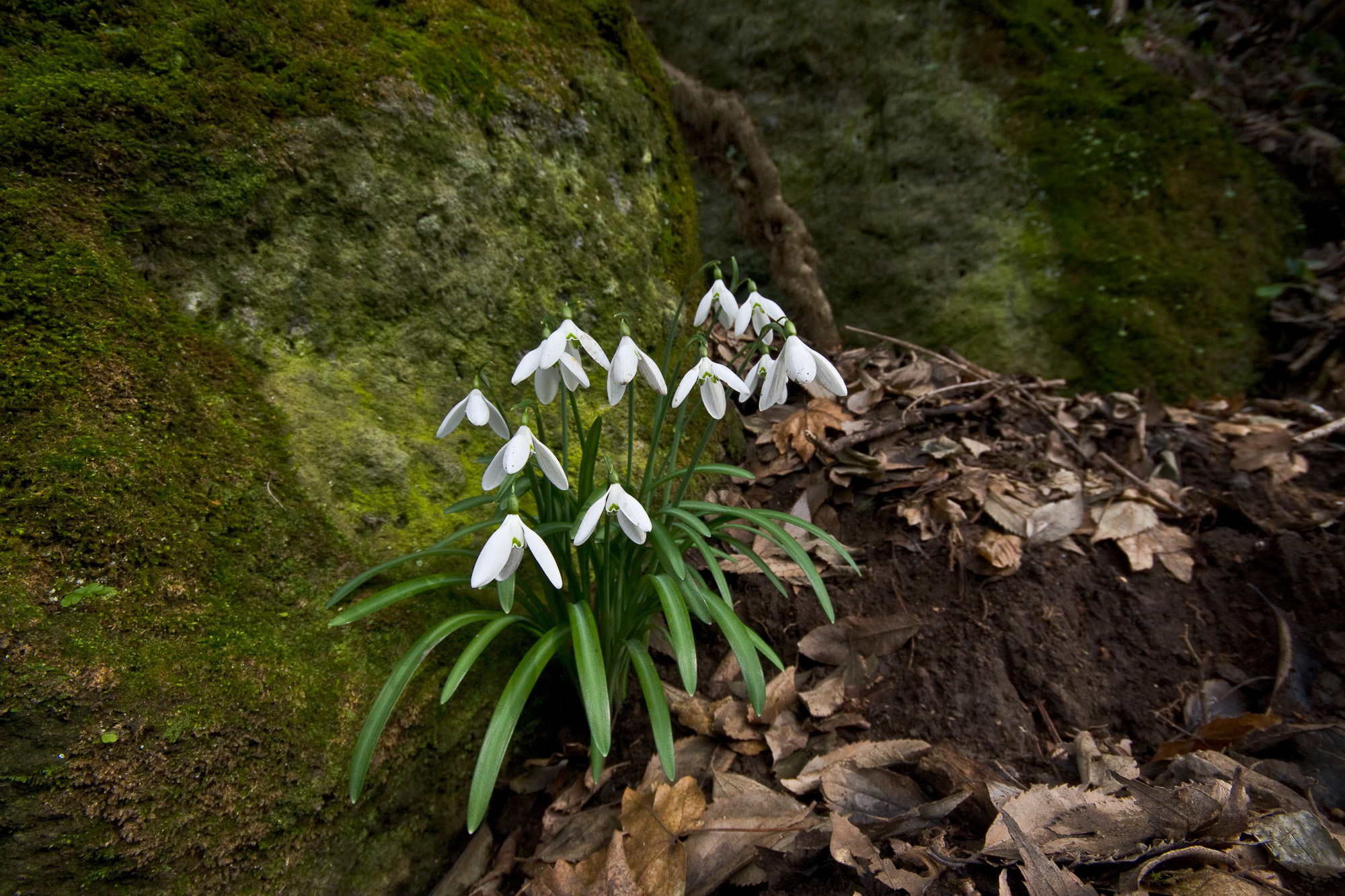 Galanthus nivalis (rights holder: Sarah Gregg)