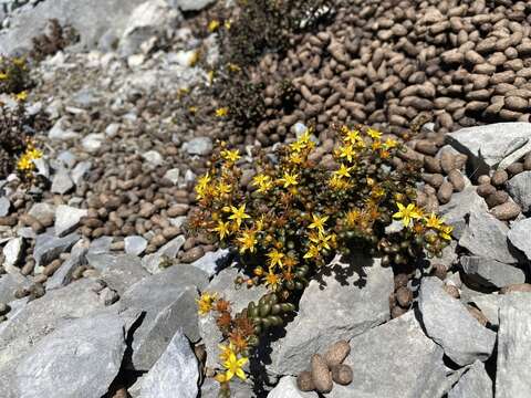 Image of <i>Sedum tarokoense</i>