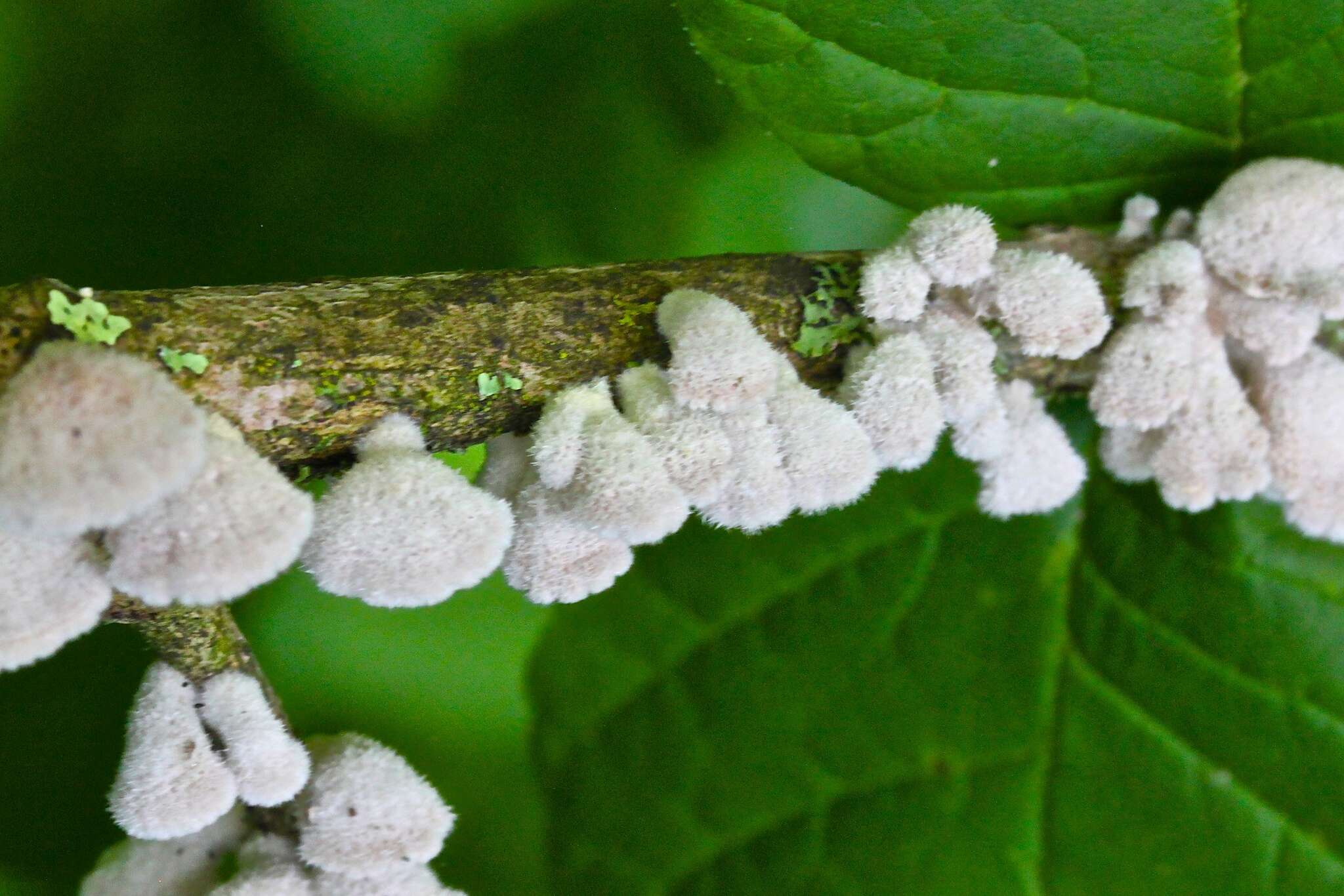 Image of Schizophyllum