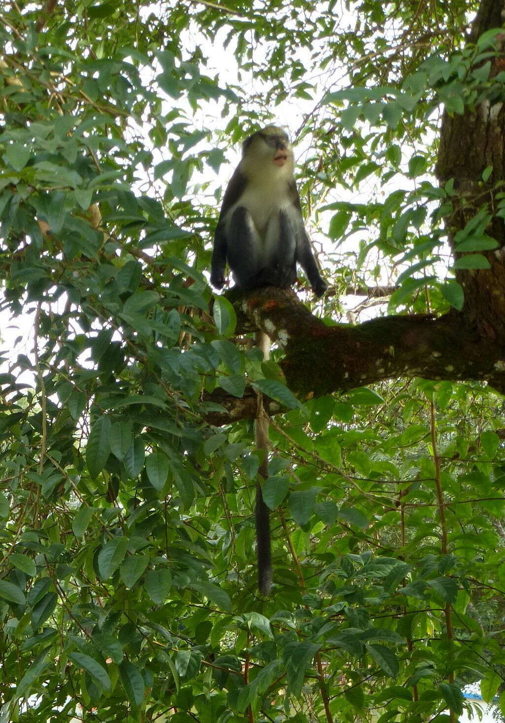 Image of Campbell's Guenon
