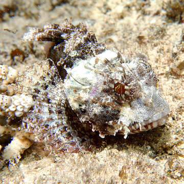 Image of Marbled coral-cod