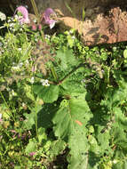 Imagem de Salvia hierosolymitana Boiss.