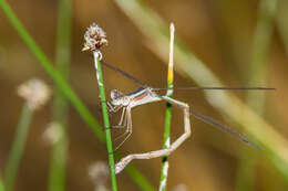 Image of Plateau Spreadwing