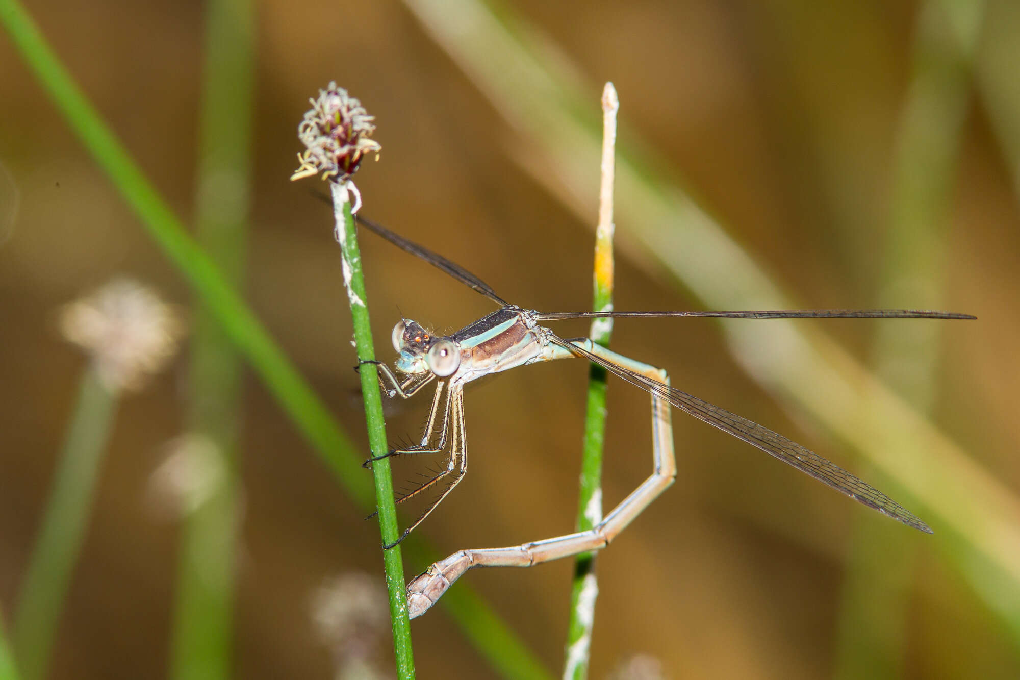 Image of Plateau Spreadwing