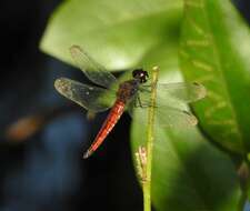 Plancia ëd Lyriothemis acigastra (Selys 1878)