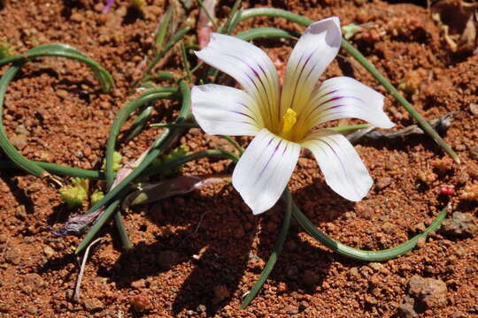 Image of Romulea atrandra G. J. Lewis