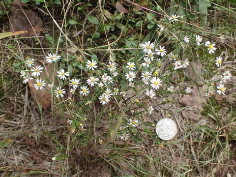 Image of serpentine aster