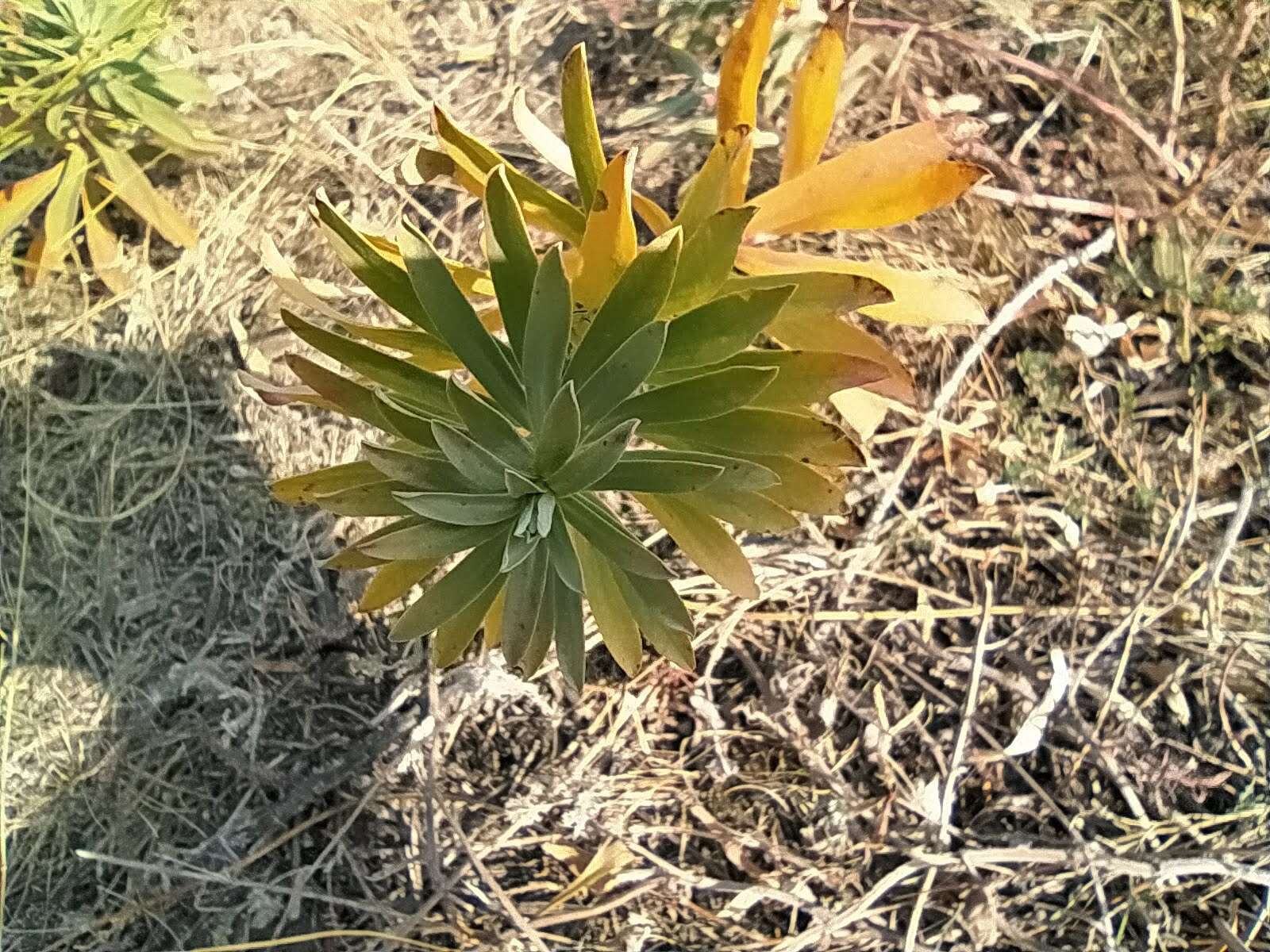 Image of Euphorbia stepposa Zoz ex Prokh.