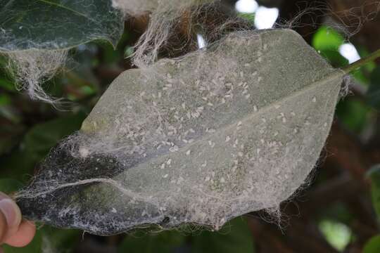 Image of Giant whitefly