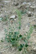 Plancia ëd Chenopodium opulifolium Schrader