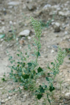 Plancia ëd Chenopodium opulifolium Schrader