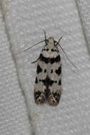 Pseudotelphusa scalella Scopoli 1763的圖片