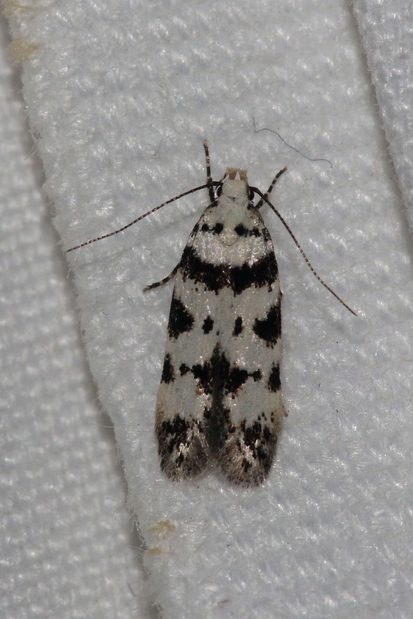 Pseudotelphusa scalella Scopoli 1763的圖片