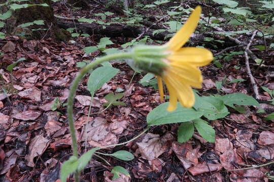 Image de Arnica griscomii subsp. frigida (Iljin) S. J. Wolf