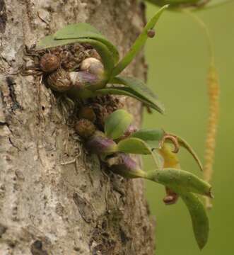 Dendrobium microbulbon A. Rich. resmi