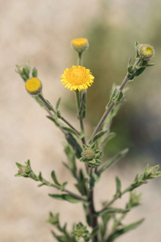 Image of Spanish False Fleabane