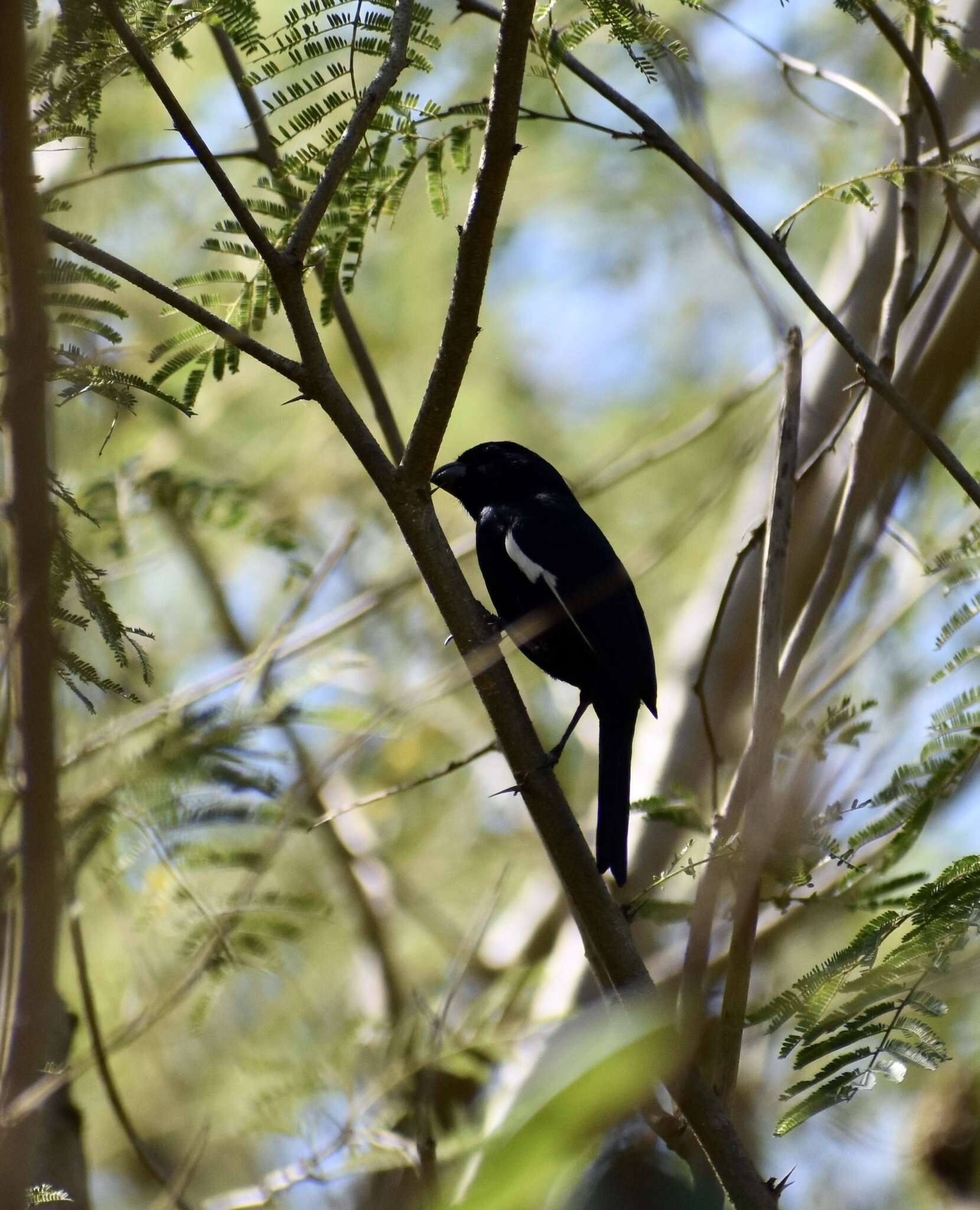 Image of Cuban Bullfinch