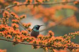 Image of Green-headed Sunbird