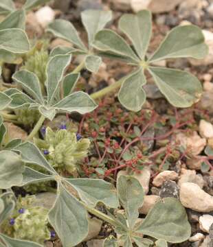 Image of beaver Indian breadroot