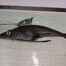 Image of Jonah&#39;s icefish