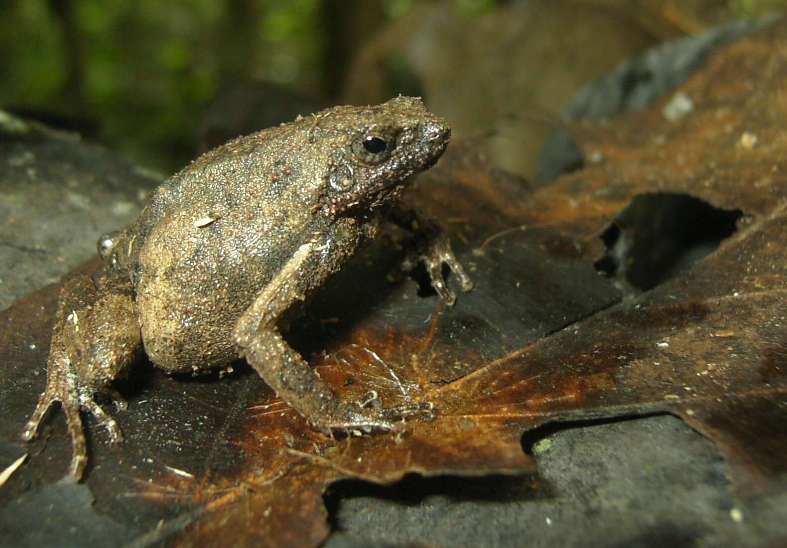 Image of Peters’ Dwarf Frog