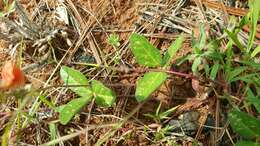 Image of variableleaf bushbean