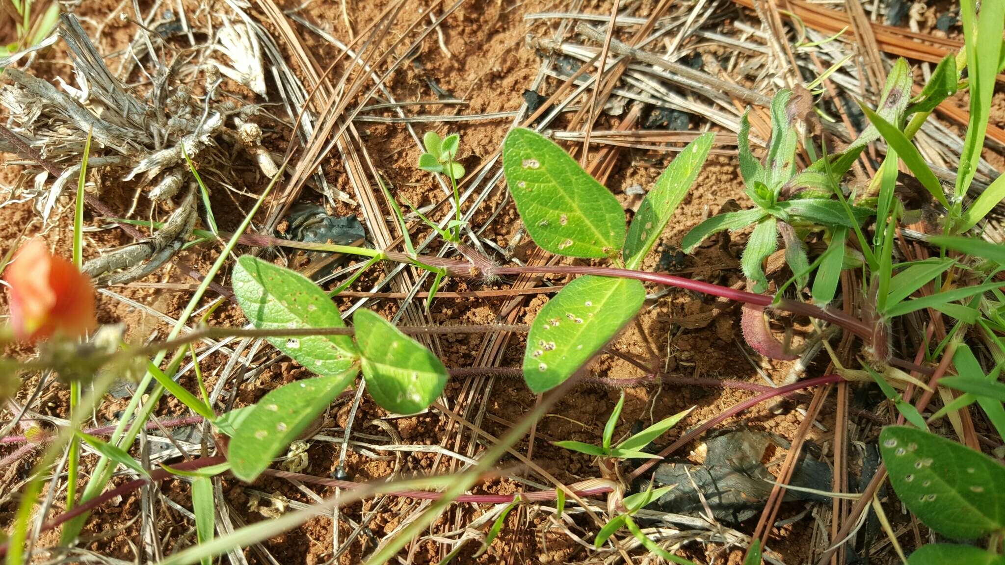 Image of variableleaf bushbean