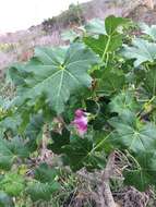 Imagem de <i>Malva assurgentiflora</i> subsp. <i>glabra</i> (Philbrick) M. F. Ray