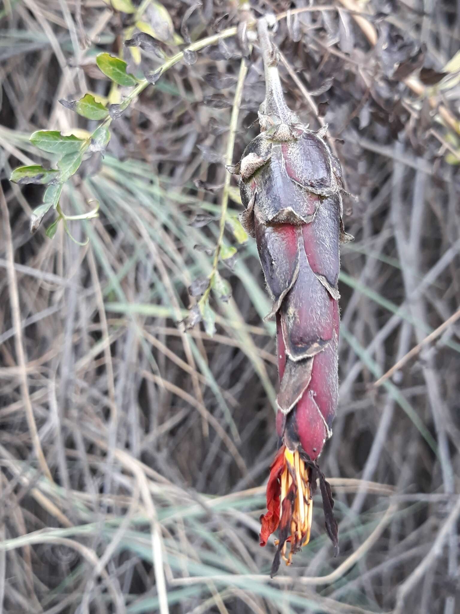 Image of Mutisia acuminata Ruiz & Pav.