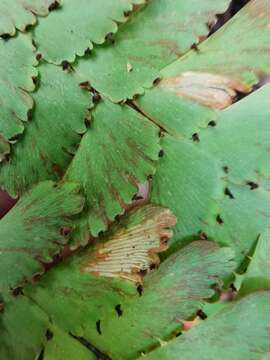 Image of Adiantum polyphyllum Willd.