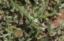 Image of sagebrush combseed