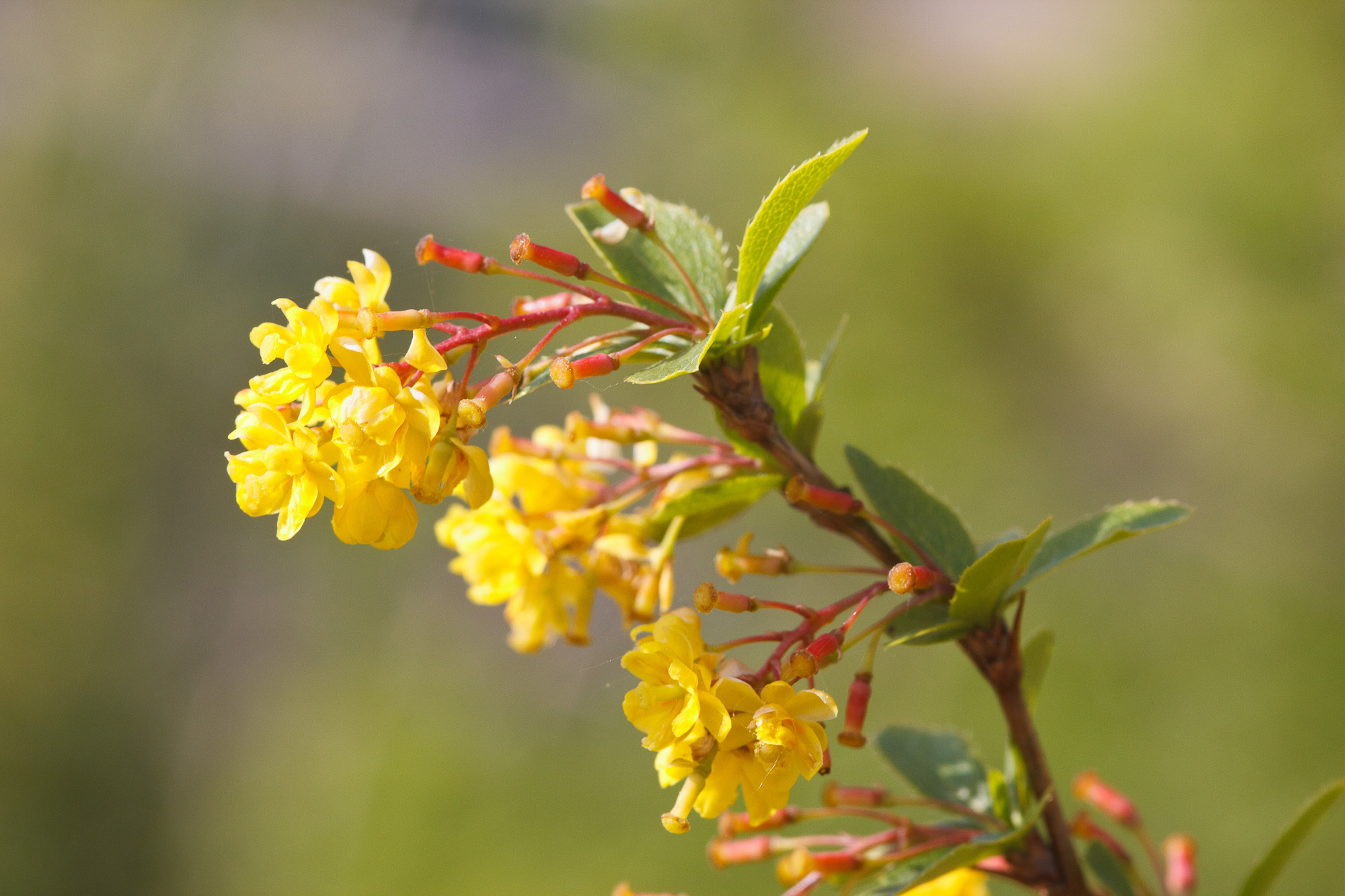 Berberis vulgaris (rights holder: Sarah Gregg)