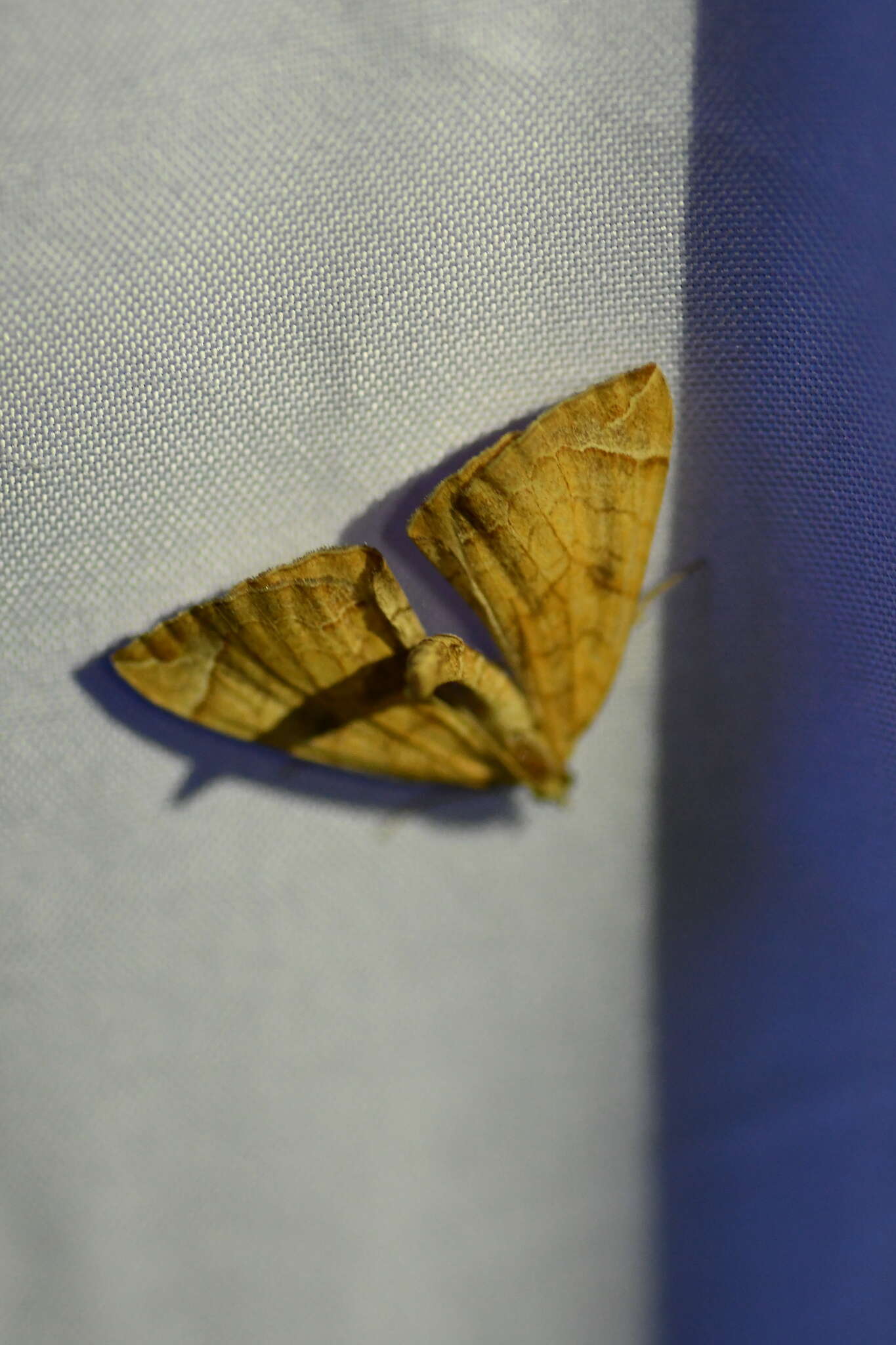 Image of Chevron Moth