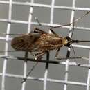 صورة Aedes albifasciatus (Macquart 1838)