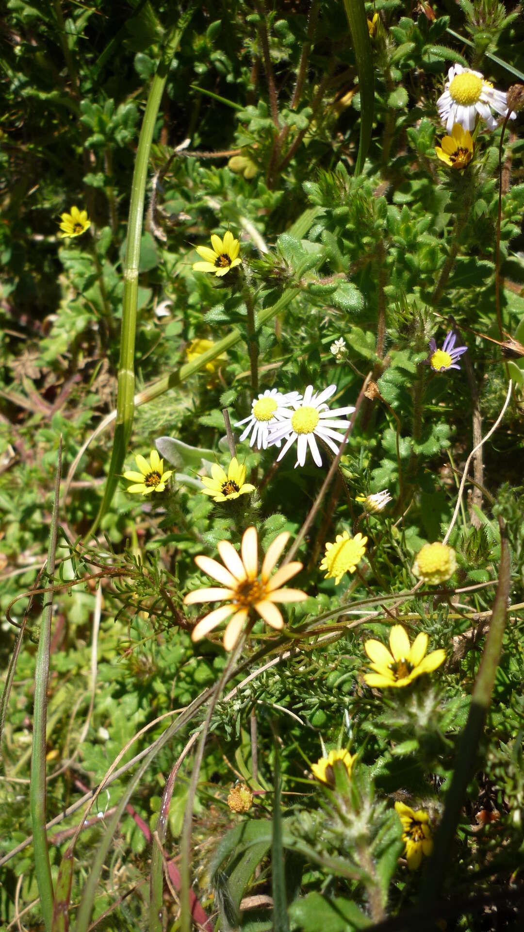 Image of Osteospermum monstrosum (Burm. fil.) J. C. Manning & Goldblatt