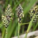 Image of Steven's Sedge