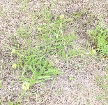 Image of Asclepias asperula subsp. capricornu (Woods.) Woods.