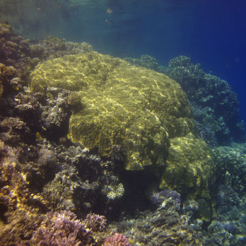 صورة <i>Porites lutea</i> Milne Edwards & Haime 1851