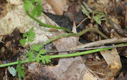 Image of spreading chervil