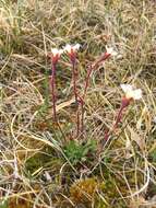 Plancia ëd Saxifraga cespitosa L.