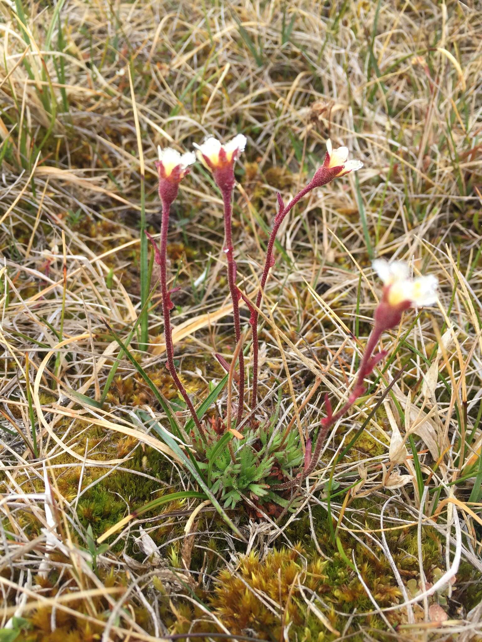 Plancia ëd Saxifraga cespitosa L.