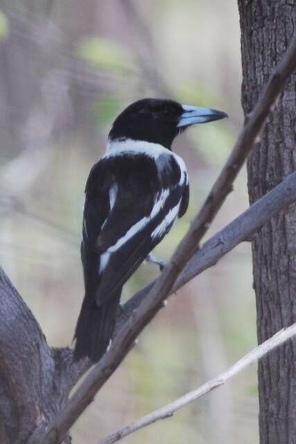 Imagem de Cracticus nigrogularis (Gould 1837)