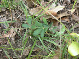 Image de Lespedeza procumbens Michx.