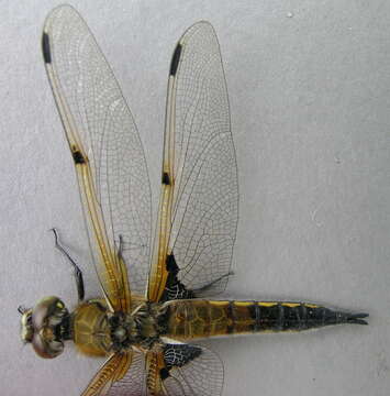 Image of Four-spotted Chaser