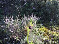 Image of Kotschy's Ophrys