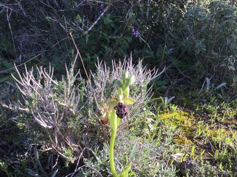 Image of Kotschy's Ophrys