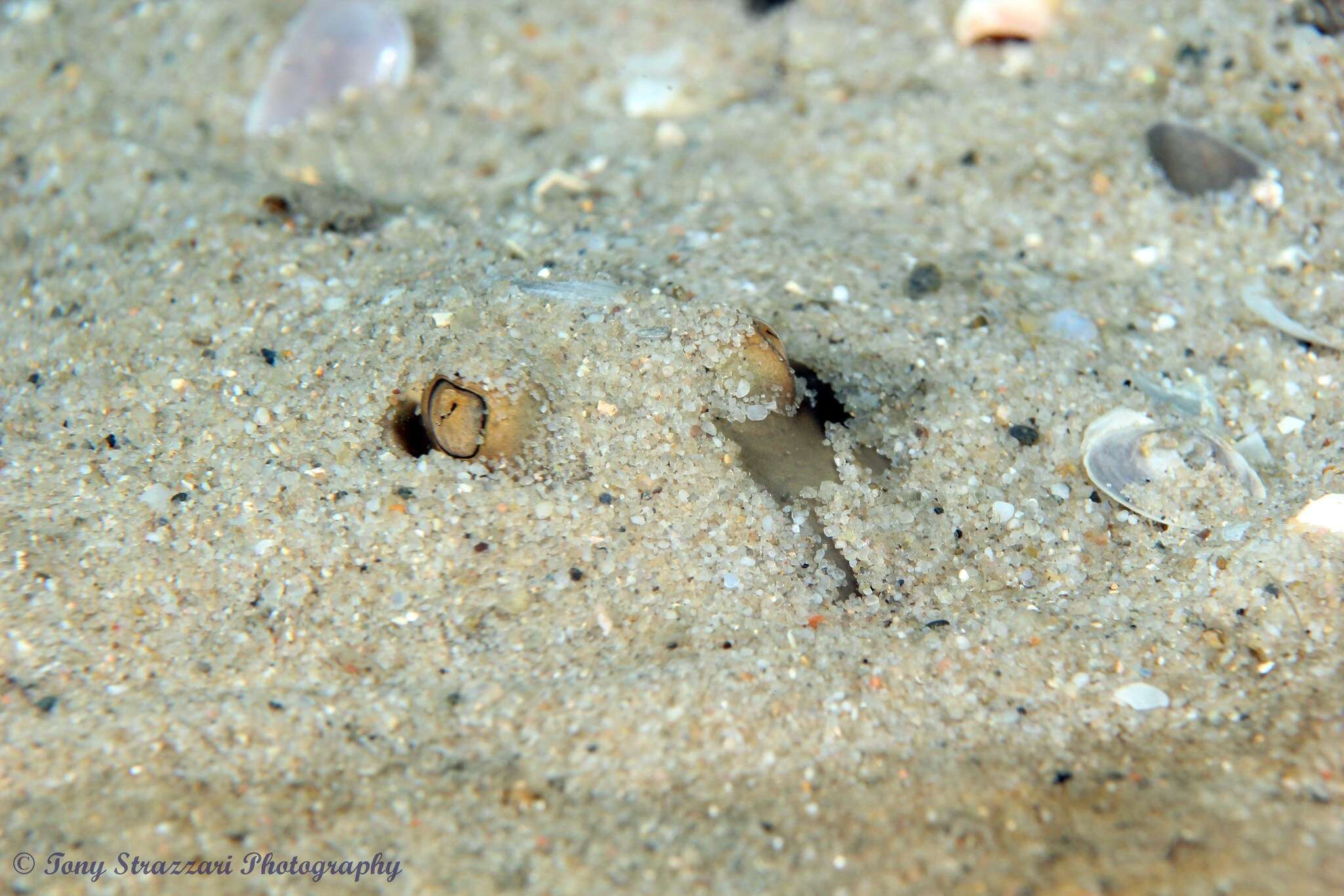 Image of Common Stingaree