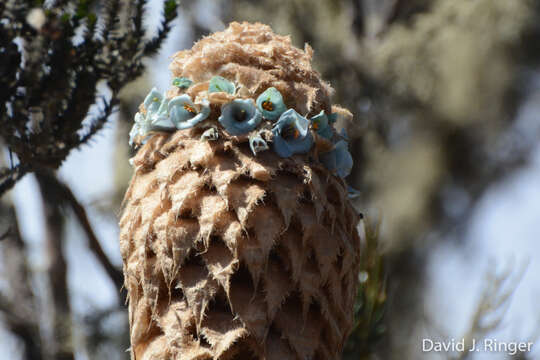 Image of Puya trianae Baker