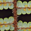 Image of Gleichenia punctulata Col.