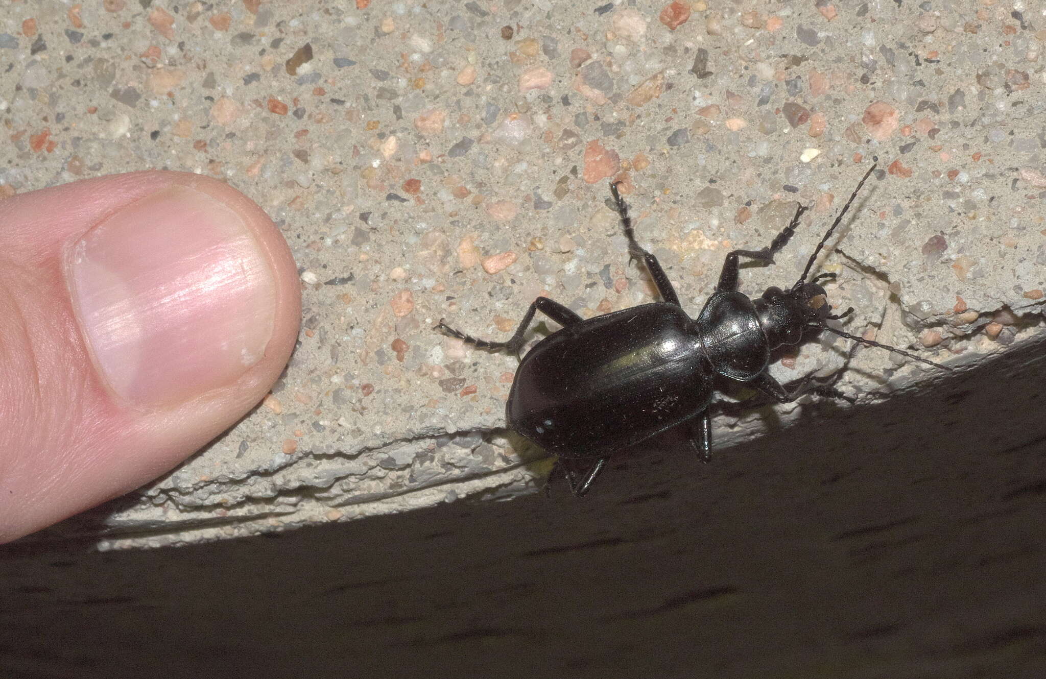 Imagem de Calosoma (Carabosoma) peregrinator Guérin-Méneville 1844